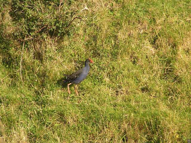 NZ leden-unor 2006 003.jpg